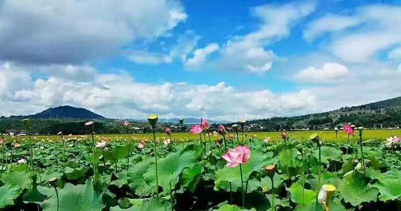 麗江研學旅行的定義及特點是什么？