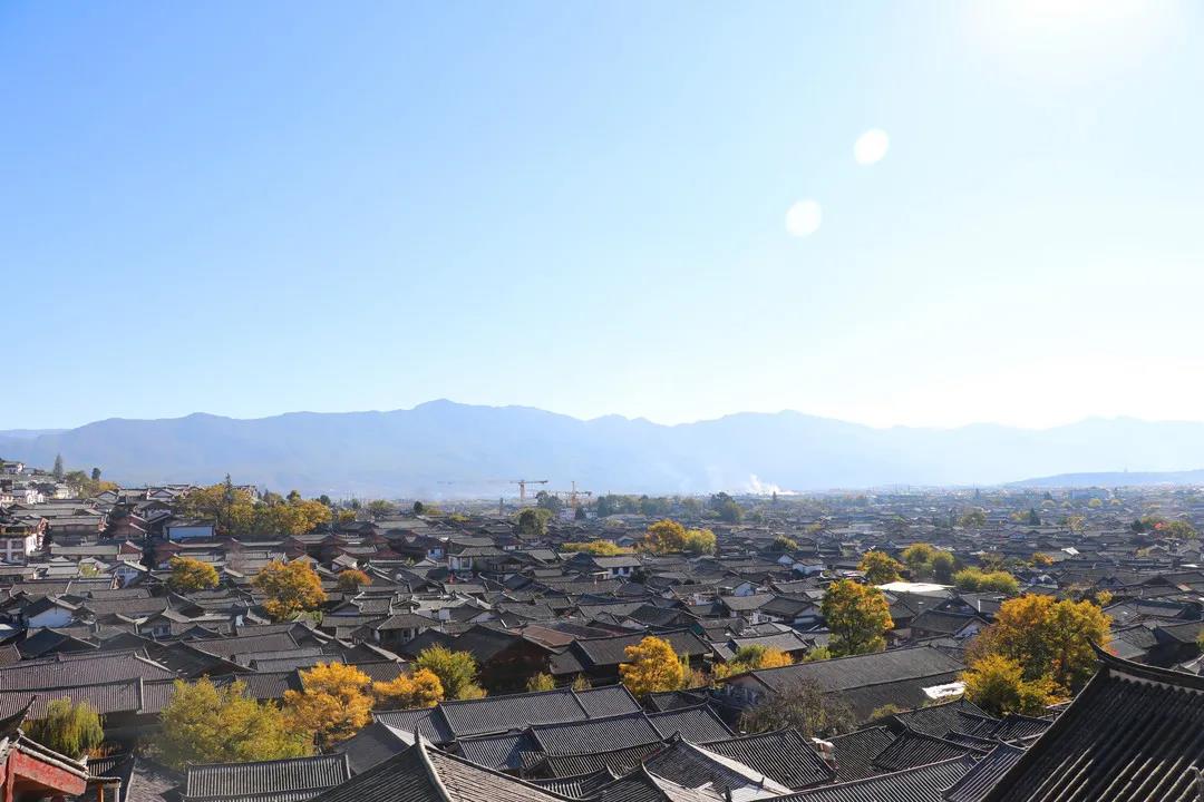 藏在麗江古城街頭巷尾的樹，一入冬就美成了畫