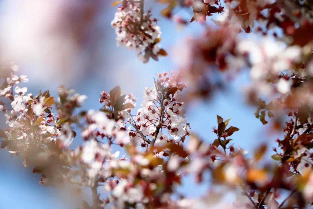 麗江的李子花開(kāi)了，你聞！是春天的味道……