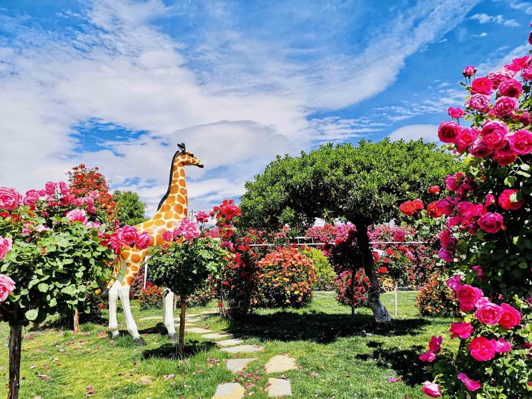 周末去哪兒？麗江這里花開成海，把園區(qū)打造成湖濱公園景區(qū)快來打卡！