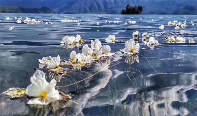 麗江旅游 戲水、弄花！瀘沽湖最美的季節(jié)到了！