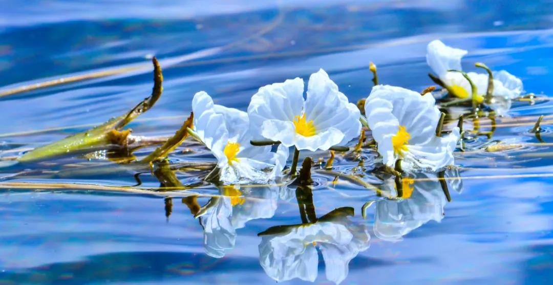 糟糕！瀘沽湖的“水性楊花”，讓我有了心動(dòng)的感覺(jué)！