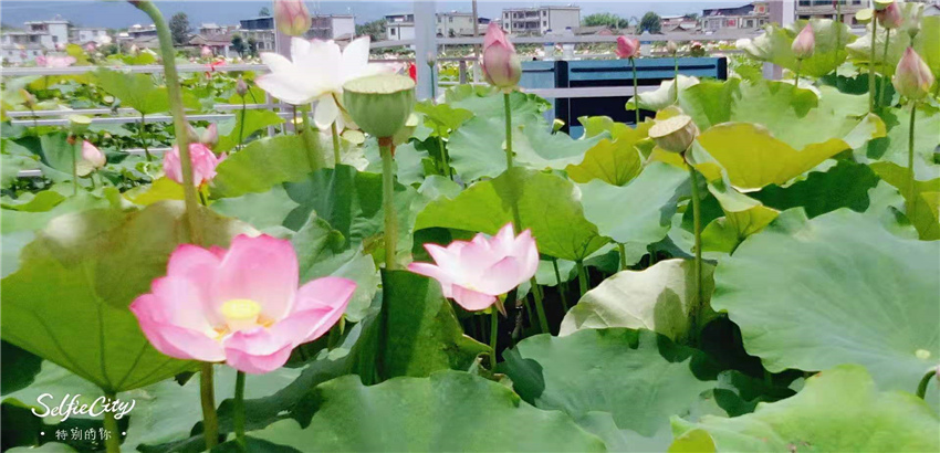 不到三川荷塘走一走，整個(gè)夏天就算白過(guò)啦！