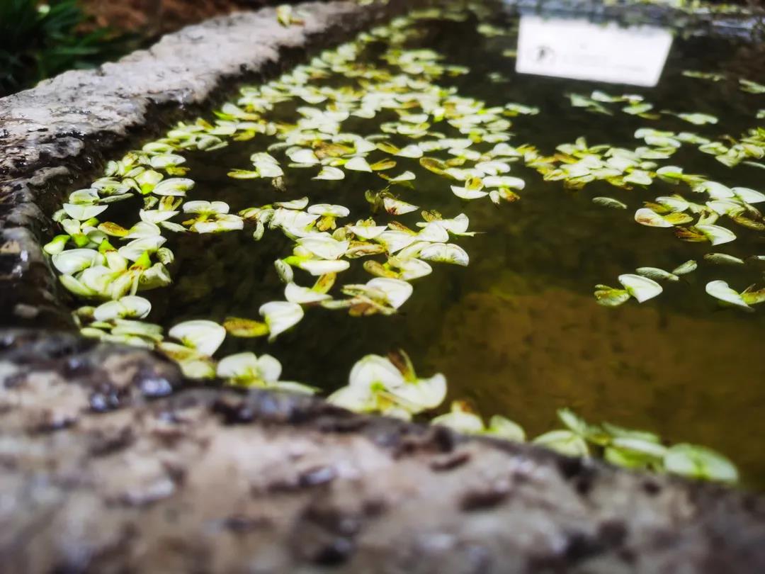 門(mén)前老槐又開(kāi)花，七月來(lái)麗江古城這座百年老宅賞花聽(tīng)雨