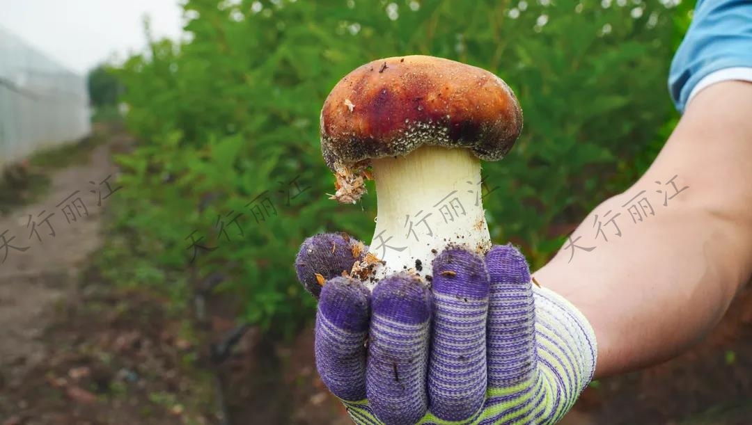 距離城區(qū)不到20分鐘！竟藏著一處可以采菌子的