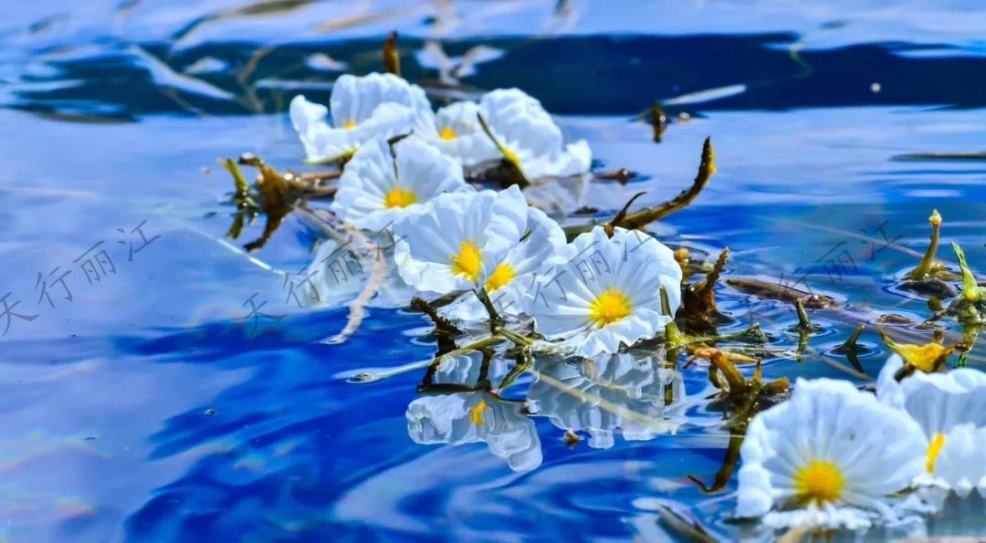 這個(gè)夏天一定要來(lái)麗江，看一次“水性楊花”