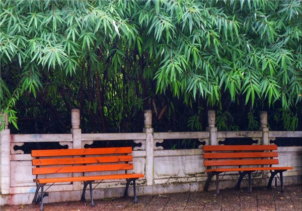 煙雨繚繞，黑龍?zhí)杜c詩(shī)平分秋色