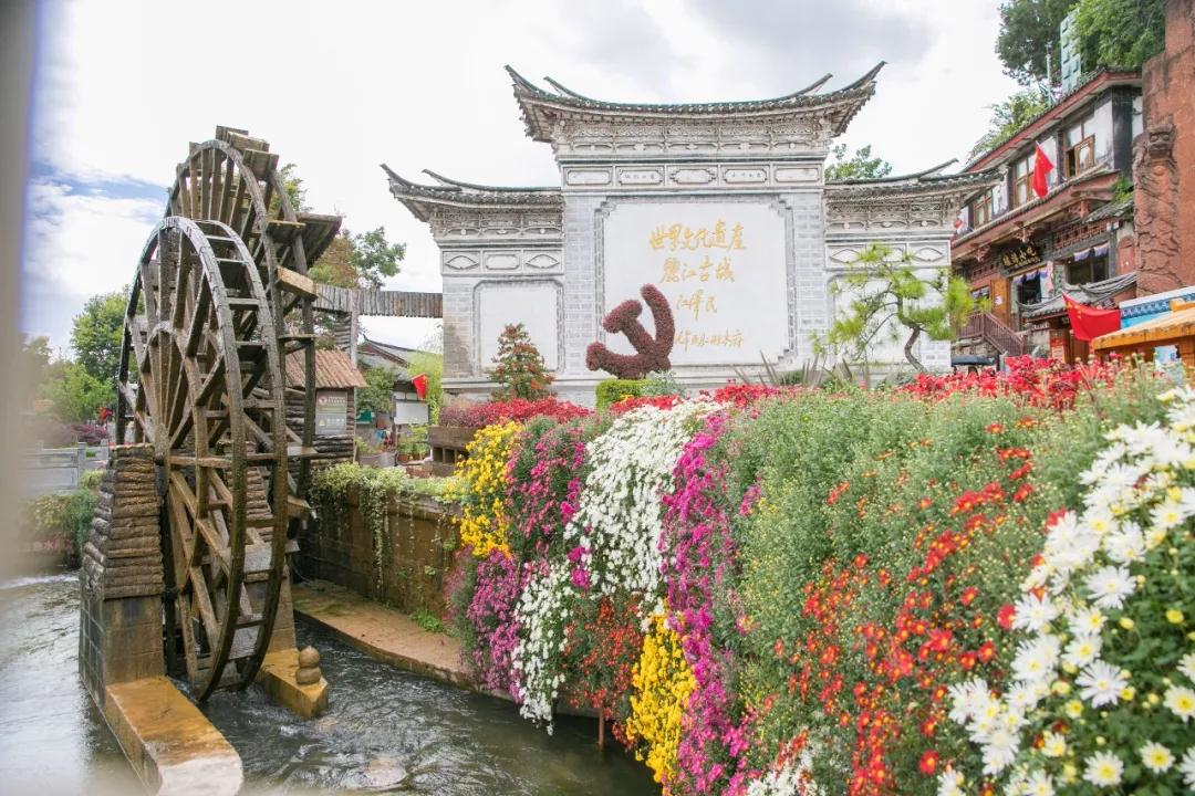 麗江傳媒，萬朵菊花簇?fù)睇惤懦牵≈星飼r節(jié)快來賞菊！