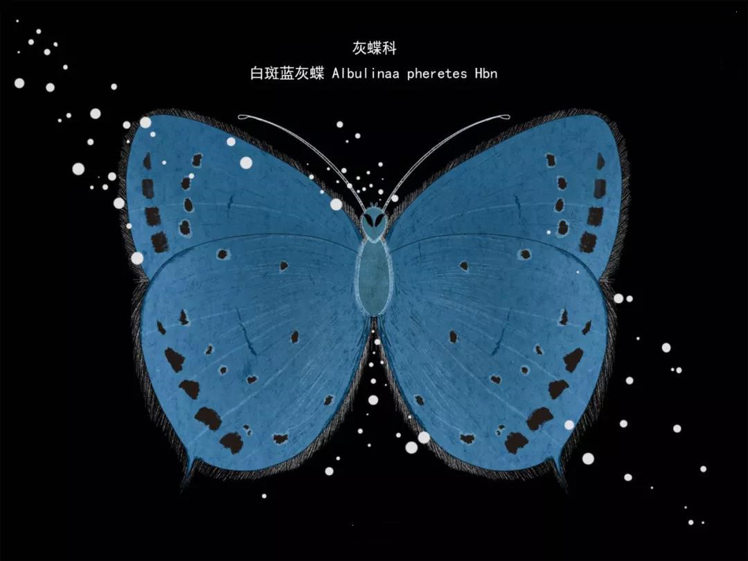 麗江傳媒公司：什么是玉龍雪山生物多樣性之美？且看這一只只“會飛的花朵”