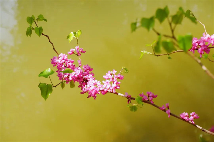 我在麗江的冬天，想念四季在公園閑逛的模樣