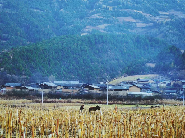 麗江特色節(jié)日：“殺年豬”對(duì)麗江人來(lái)說(shuō)有多重要？