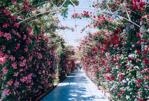 麗江的“莫奈花園”，盛開了