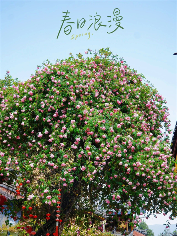 云南旅游,云南旅行社,云南團建公司,云南會議公司,云南策劃公司,麗江旅游,麗江旅行社,麗江團建公司,麗江策劃公司,麗江會議公司：一季芳華，半城詩畫，麗江古城的薔薇開了