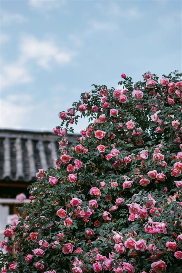 云南旅游,云南旅行社,云南團建公司,云南策劃公司,云南會議公司,麗江旅游,麗江旅行社,麗江團建公司,麗江策劃公司,麗江會議公司：一藤成景、孤株成林，有種幾乎接近于完美的花叫“麗江之路”